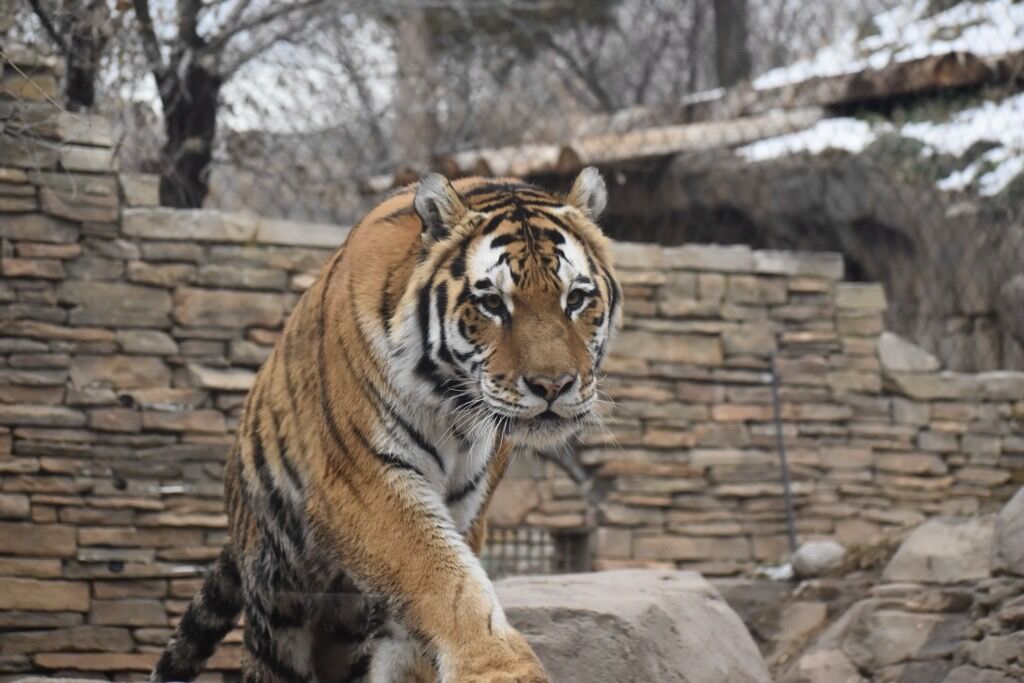 Tiger Breeding - Utah's Hogle Zoo | Stories & News